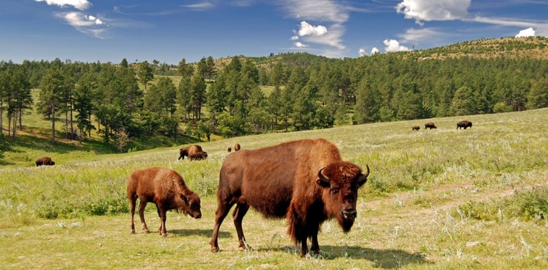 Photo: bison, Custer State Park, South Dakota. Credit: Guimir; Wikimedia Commons.