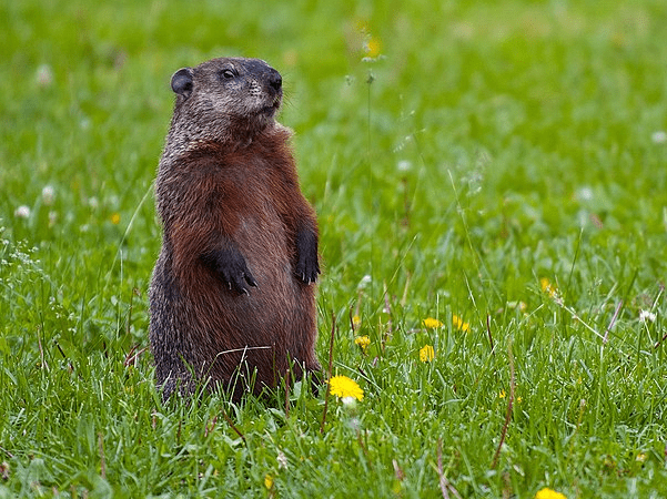 Photo: a groundhog. Credit: Marumari; Wikimedia Commons.