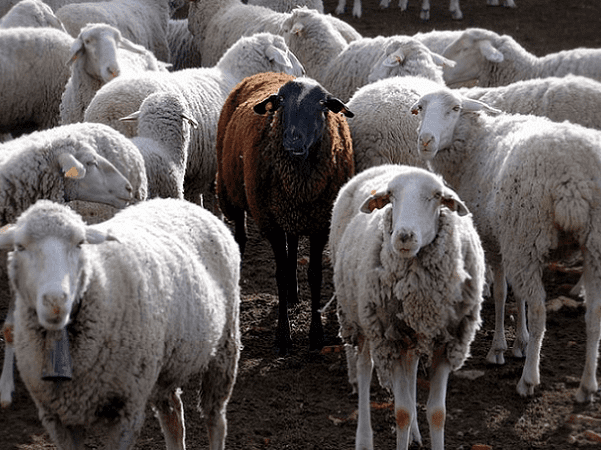 Photo: a black sheep really stands out in a flock. Credit: Jesus Solana; Wikimedia Commons.