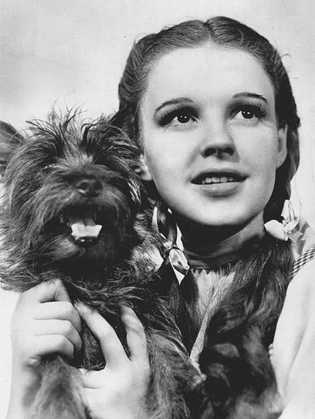 Photo: publicity photo of Judy Garland as Dorothy Gale and American canine performer Terry as Toto in "The Wizard of Oz" 
