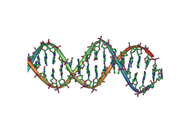 Illustration: DNA double helix horizontal. Credit: Jerome Walker; Wikipedia.