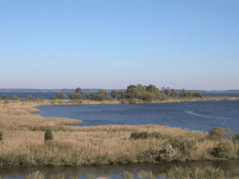 Photo: tidal wetlands of Chesapeake Bay, Maryland
