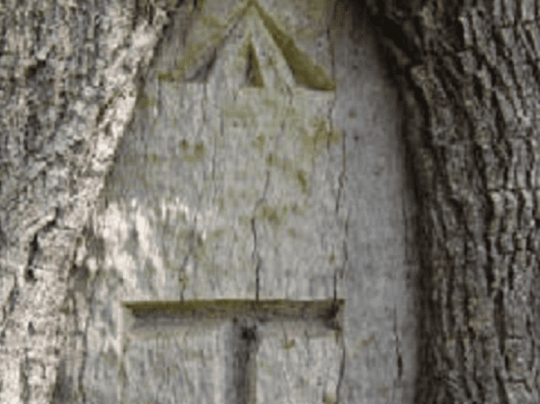 Photo: detail of a picture of the King’s Mark on a white pine in New England. Credit: King’s Mark Resource Conservation & Development Project, Inc.