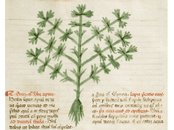 Illustration: "Apium," (family Umbelliferae), probably Apium graveolens (Celery), bears odd-pinnate compound leaves with dentate leaflets on a central stem. Lombardy, c. 1400. Credit: Apuleius, Barbarus -- Herbarium; Wikimedia Commons.