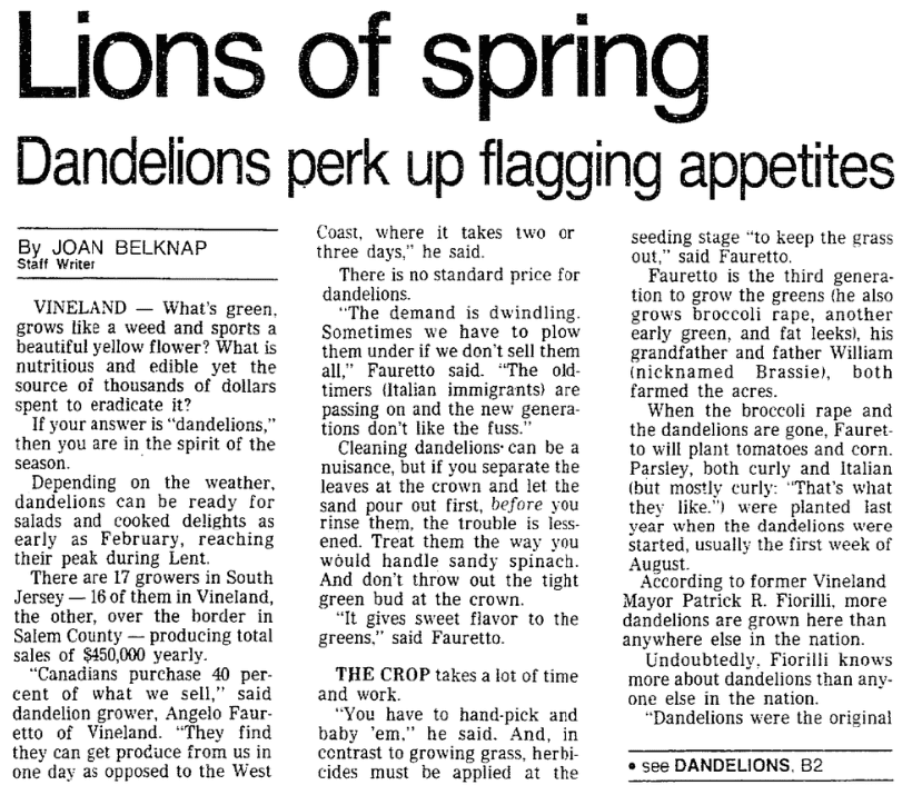 An article about dandelions, Trenton Evening Times newspaper article 6 April 1988