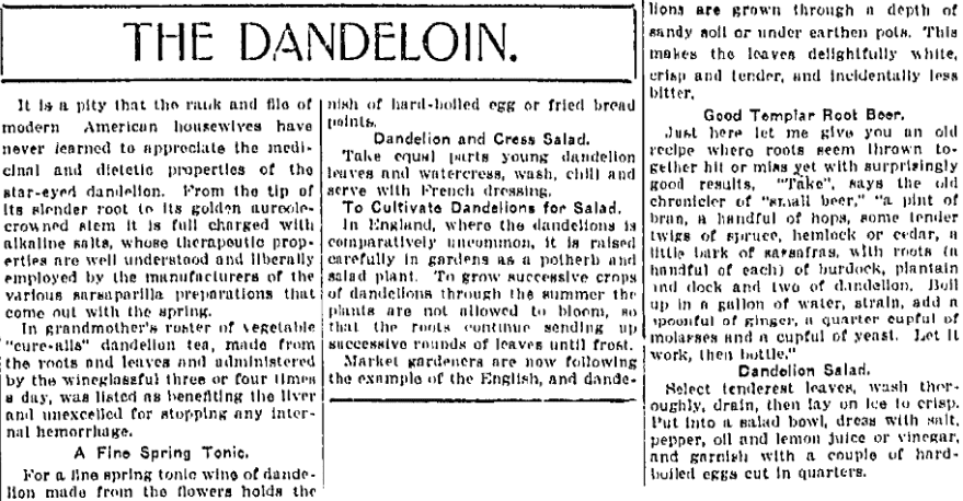 An article about dandelions, Wilkes-Barre Times-Leader newspaper article 19 May 1916