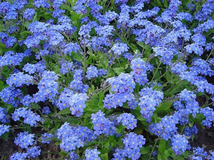 Photo: Forget-me-nots, flower for National Grandparents’ Day in the U.S.