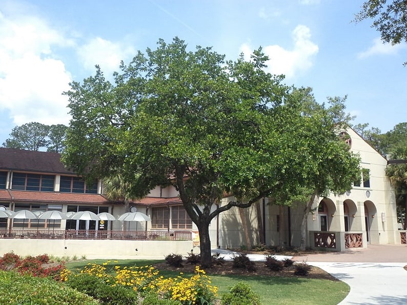 Photo: Live Oak (Quercus virginiana), the Georgia state tree, Valdosta State University, Valdosta, Georgia. Credit: Michael Rivera; Wikimedia Commons.