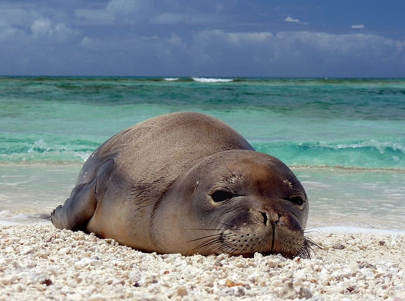 Photo: a newly weaned Hawaiian monk seal pup rests at Trig Island, French Frigate Shoals, located in the Northwestern Hawaiian Islands, protected as part of the Papahānaumokuākea Marine National Monument. Credit: MarkSullivan; Wikimedia Commons.
