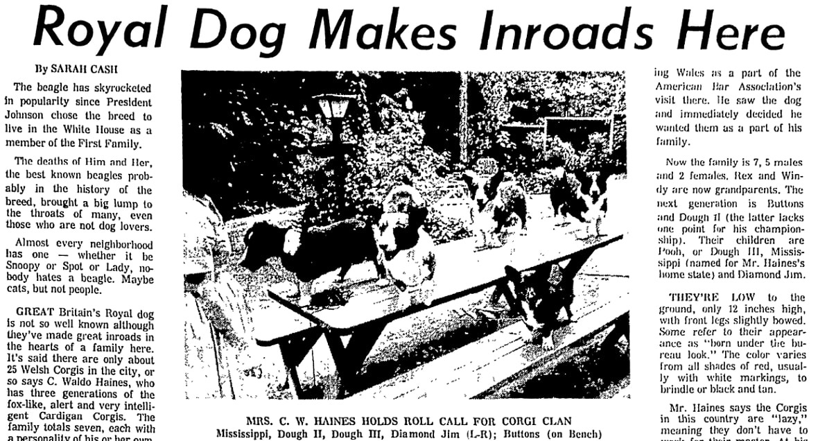 An article about corgis, Atlanta Journal newspaper article 21 July 1966