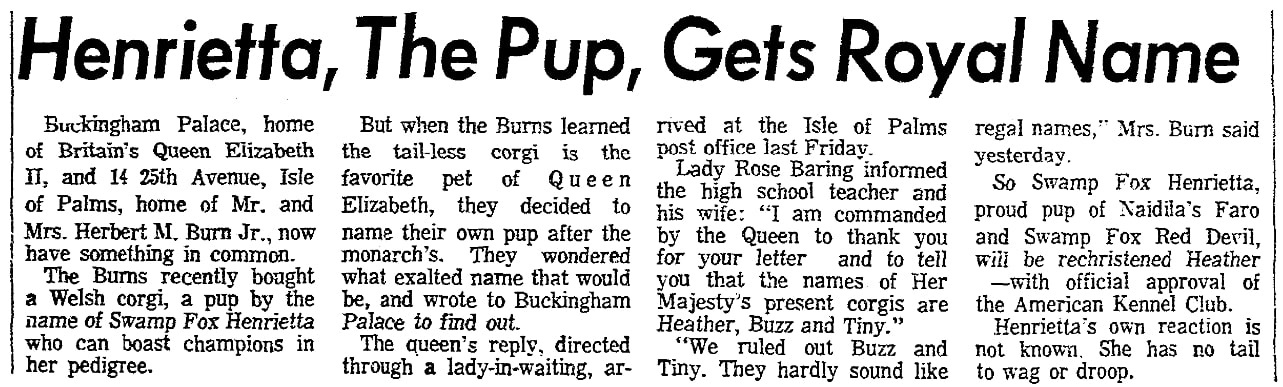 An article about a corgi, News and Courier newspaper article 14 May 1968