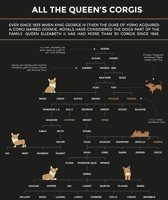 Photo: Royal corgi pedigree chart. Courtesy of Judit Bekker.