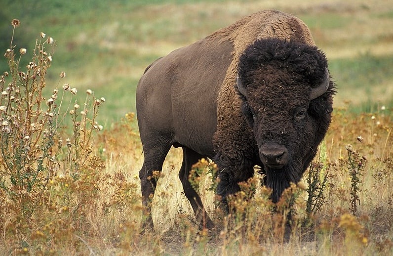 Photo: the American bison is Oklahoma’s state mammal. Credit: United States Department of Agriculture; Wikimedia Commons.
