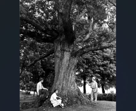 Photo: the Pemberton Oak. Courtesy of Tennessee Virtual Archive