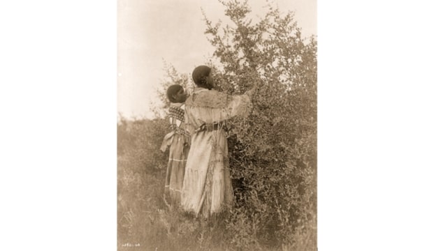 Photo: Mandan girls gathering berries. From the Edward S. Curtis Collection, Library of Congress, Prints and Photographs Division.