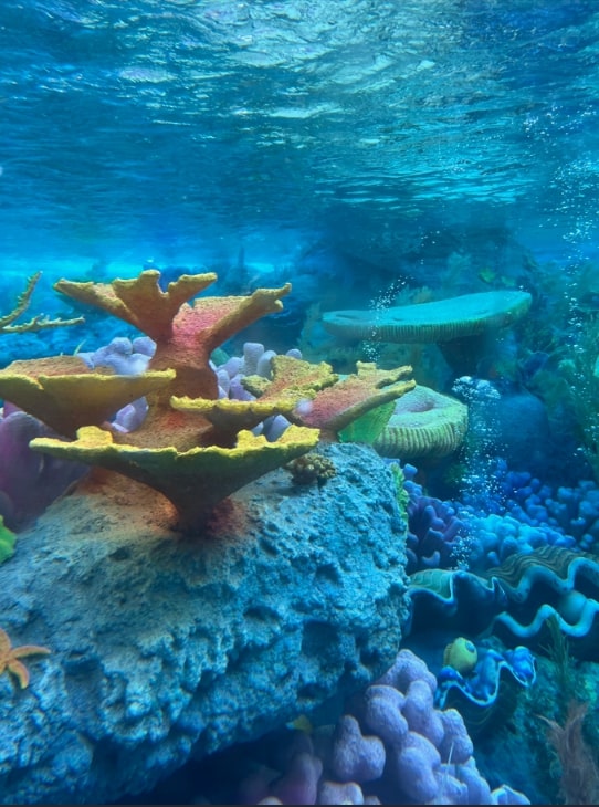 Photo: underwater view during the submarine ride. Credit: Gena Philibert-Ortega.