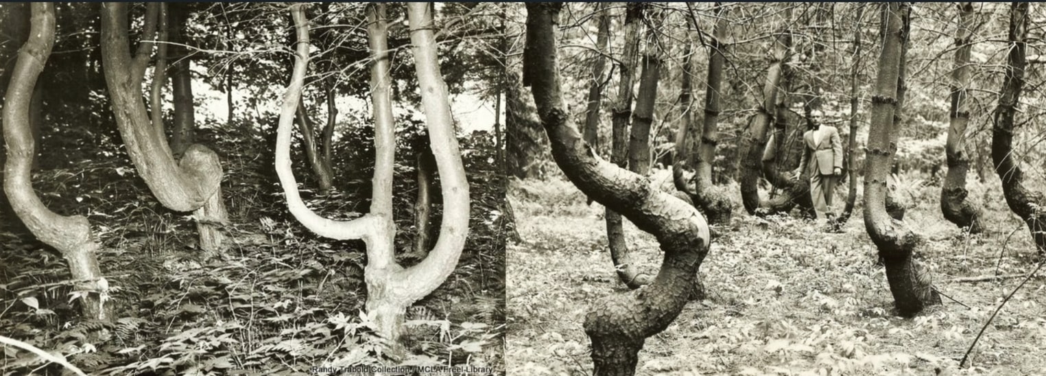 Photos: Crooked Forest in Savoy, Massachusetts. Credit: Freel Library, Massachusetts College of Liberal Arts, North Adams, Massachusetts.