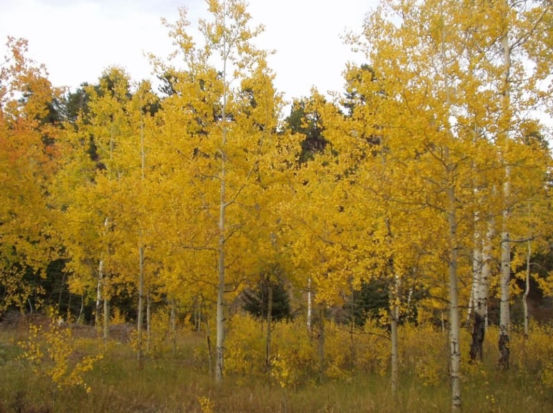 Photo: autumn in the Bighorn Mountains just west of Buffalo, Wyoming. Credit: Satsuuma; Wikimedia Commons.