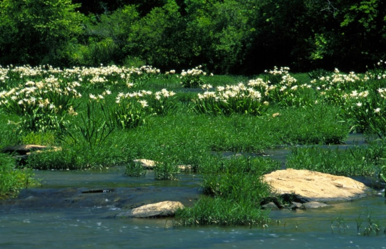 Photo: a stand of Cahaba lilies in the Cahaba River, within the Cahaba River National Wildlife Refuge, Alabama. Credit: U.S. Fish and Wildlife Service.