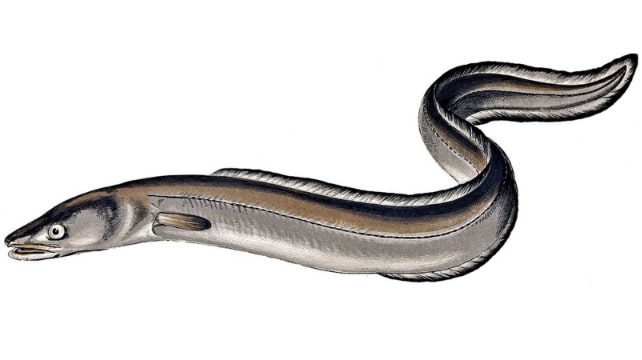 Illustration: the European conger, heaviest of all eels. Credit: “Les Poisson” by Gervais et Boulart, 1877; Wikimedia Commons.