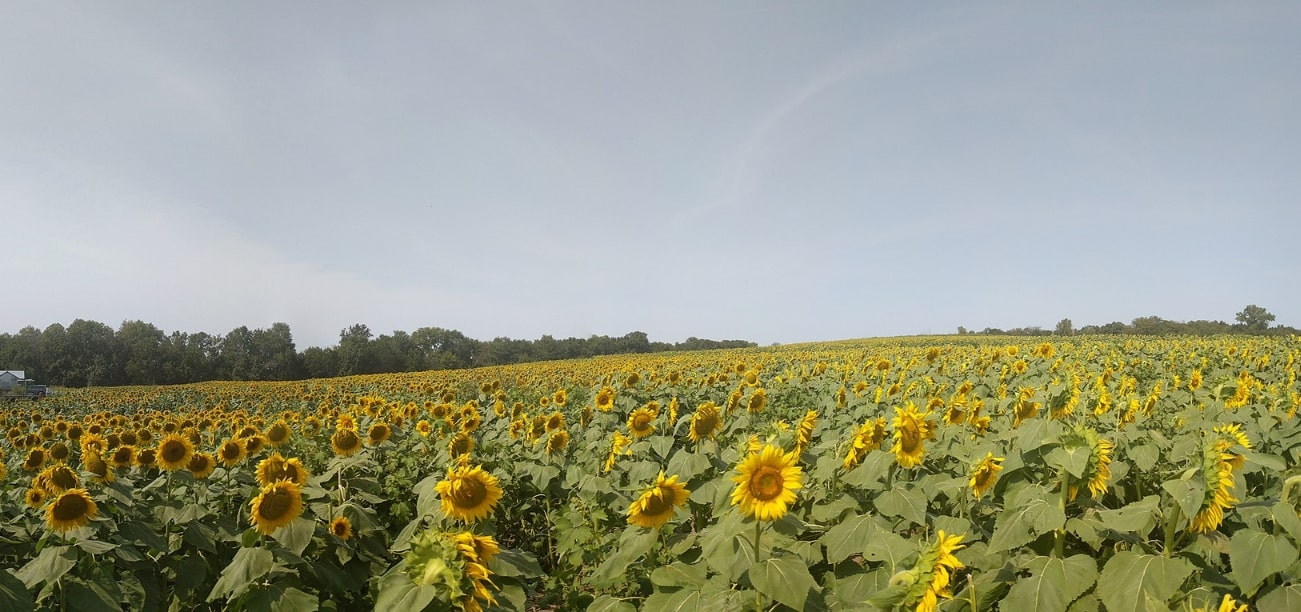 Photo: Grinter Sunflower Farm outside of Lawrence, Kansas. Credit: elisfkc; Wikimedia Commons.